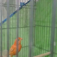 قناری سرخ ماده اماده