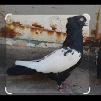 کبوتر سینه ای