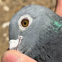 کبوتر مسافتی|پرنده|نیمبلوک, |دیوار