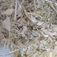 خوراک دام
