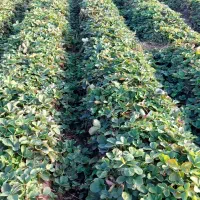 فروش نهال سابرینا نی ده میلیون تومان|خدمات باغبانی و درختکاری|دلند, |دیوار