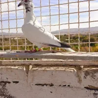 جوانه دسپر سیاه