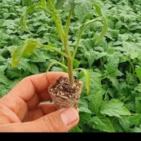 نشا|گل و گیاه طبیعی|میاندوآب, |دیوار