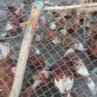 بوقلمون ماده بوربون کاملاً طبیعی ومحلی