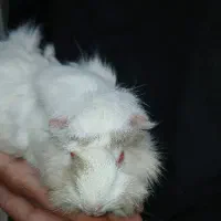 خوکچه هندی چشم شرابی|موش و خرگوش|تهران, وصفنارد|دیوار