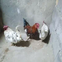 خروس گلین|حیوانات مزرعه|چهاردولی, |دیوار