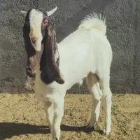 بزغاله نر گلابی