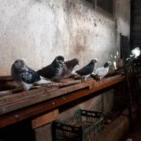 فروشی کبوترهای زیبا ونژاد دار|پرنده|قائم‌شهر, |دیوار