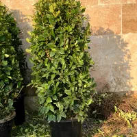 یاس هلندی|گل و گیاه طبیعی|چابکسر, |دیوار