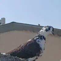 کفتر. فروشی ماده|پرنده|بومهن, |دیوار