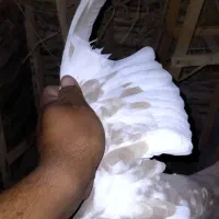 پرنده|پرنده|داراب, |دیوار