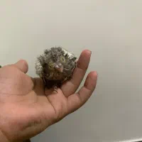 جوجه عروس هلندی|پرنده|هشتگرد, شهرک بعثت|دیوار