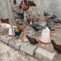 مرغ وخروس بوقلمون|حیوانات مزرعه|گنبد کاووس, |دیوار