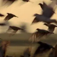 پرنده زینتی پیدا شده