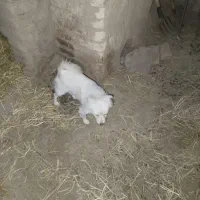 پاپی نر خانگی تربیت شده فروشی