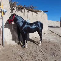 اسب|اسب و تجهیزات اسبسواری|چنگ الماسی, |دیوار