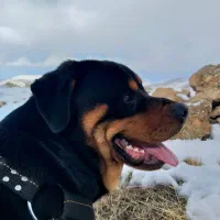 روتوایلر اصیل سالم