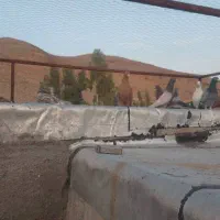 کبوتر شب بازی|پرنده|شیراز, تندگویان|دیوار