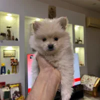 پامر خرسی سفید