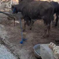 2راس گوساله گاومیش حشوه سالم