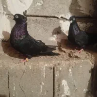 دوتا کبوتر فره دوتا سیاه|پرنده|کشاورز, |دیوار