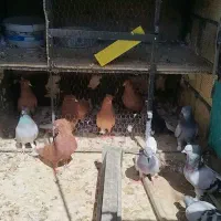 ۵جفت  کفتر دم  سفید|پرنده|شاهین‌شهر, فدک|دیوار