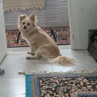 اشمیتز اصل، نر   برای جفت خوردن