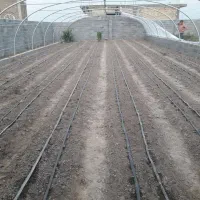 گلخانه|عمده‌فروشی|گنبد کاووس, |دیوار