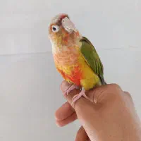 طوطی گرینچیک سخنگو
