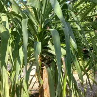 گل یوکا|گل و گیاه طبیعی|خفر, |دیوار