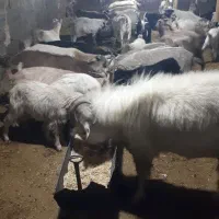 بز و بزغاله