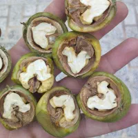 گردو
