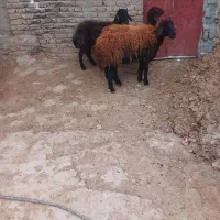 3راس شیشک هترو