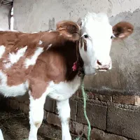 گاو و گوساله|حیوانات مزرعه|سیلوانه, |دیوار