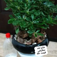 گلهای اپارتمانی