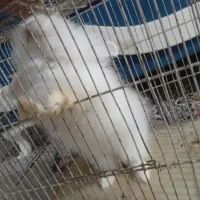 خرگوش لپی سفید چشم آبی