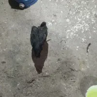 کلشیر|حیوانات|مریوان, |دیوار