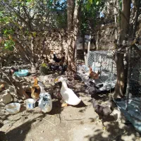 مرغ تخم گذار|حیوانات مزرعه|پلدختر, |دیوار