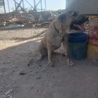 ماده خراسانی