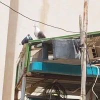 کبوتر سالم پرشی ساده سیاه