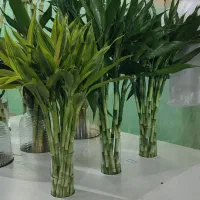 بامبو|گل و گیاه طبیعی|جیرفت, |دیوار