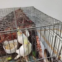 عروس هلندی جفت
