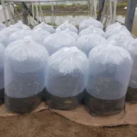 ،کپور تاتا ،بچه ماهی،سنگر|ماهی|رشت, حومه رشت|دیوار