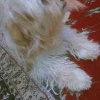 سگ پاپی خیلی با هوش