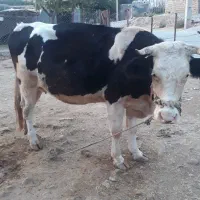 گاو