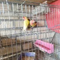 فروش یک جفت طوطی برزیلی صورت قرمز  با جوجه|پرنده|هندیجان, |دیوار