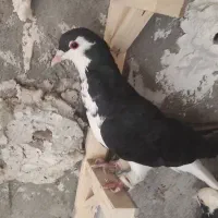 سرونج
