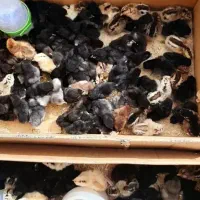 جوجه محلی اصل