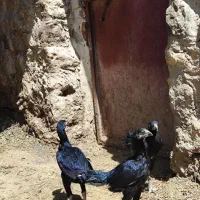 مرغ لاری معاوضه با خروس|حیوانات مزرعه|اشنویه, |دیوار