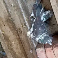 کفتر کاشانی